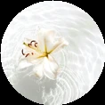 vanilla_circle_circle.png