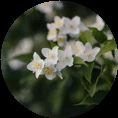 jasmine_circle_circle-68fb3d294e76c.png
