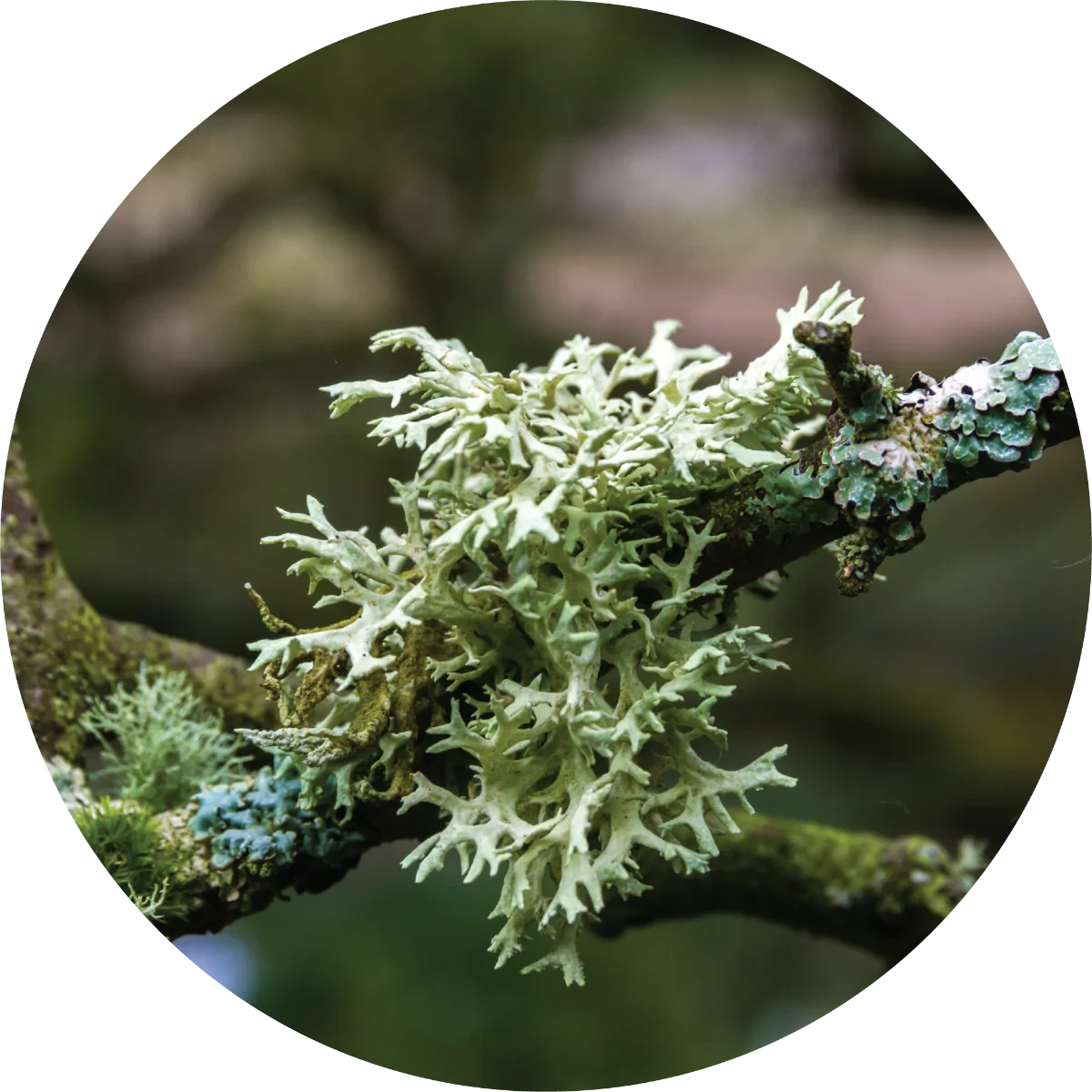 oakmoss.webp