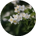 jasmine_circle_circle.png