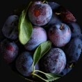 plum_circle_circle.png
