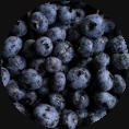 blackcurrent_circle_circle.png