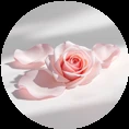 rose_circle_circle-68fb3c64b564a.png