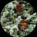 cedarwood_circle_circle.png